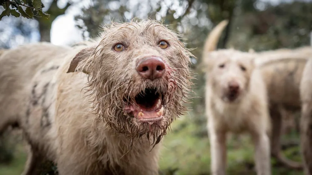 Dos pastores matan a garrotazos a un perro de caza durante una montería en Burgos