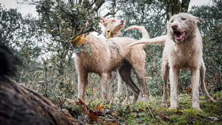 Perros de rehala ante un jabalí.