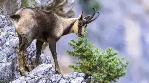 La Reserva de Riaño saca a subasta 159 permisos de caza de cabra montés, ciervo, rebeco y jabalí