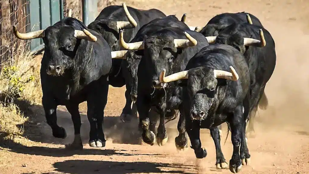 Dos pueblos de Guadalajara en alerta tras escaparse varias reses bravas de una ganadería
