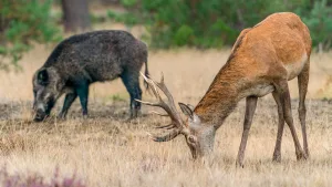 Un ciervo ibérico junto a un jabalí.
