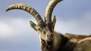 La subasta de caza de Riaño bate récord histórico con 262.050 euros que beneficiarán a los pueblos de la comarca