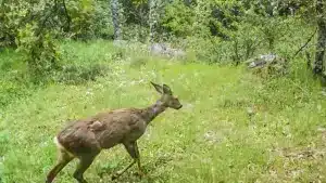 Una cámara trampa con inteligencia artificial envía esta sorpresa a un cazador