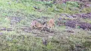 Un cazador inmortaliza un combate de corzos en La Rioja