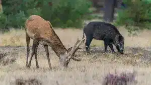 A la venta una finca de caza en Ciudad Real con ciervo, muflón, jabalí, cabra montés y caza menor