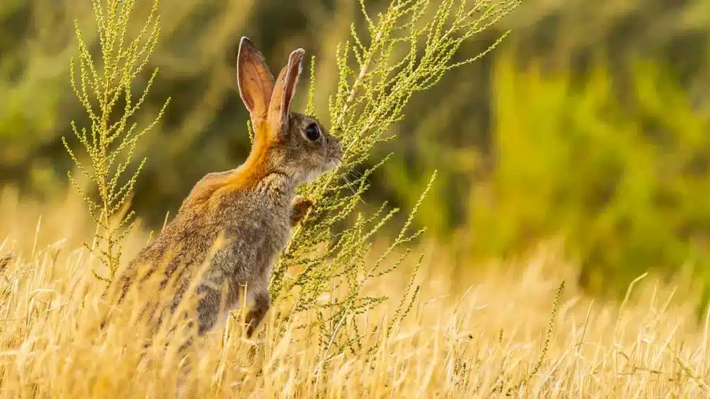 Un estudio analiza conejos de campo del sur de España como reservorio de leishmaniosis y su incidencia en humanos