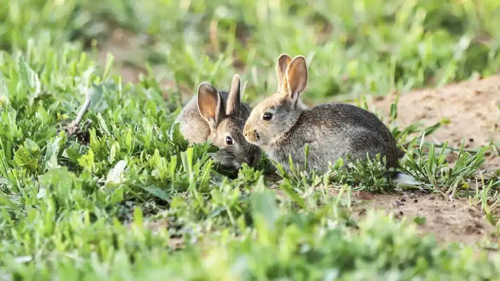 ¿Por qué los conejos entierran vivas a sus crías recién nacidas?