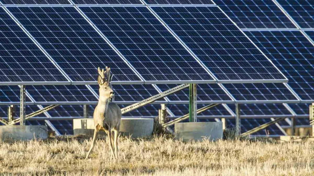 Italia prohíbe instalar placas solares en tierras agrícolas