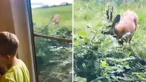 Graban desde el interior de una casa a un corzo comiendo junto a su ventana