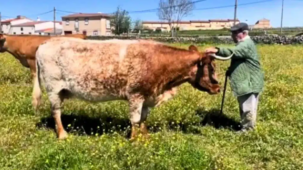 La entrañable reacción de un rebaño de vacas al reencontrarse con el ganadero jubilado que las crio