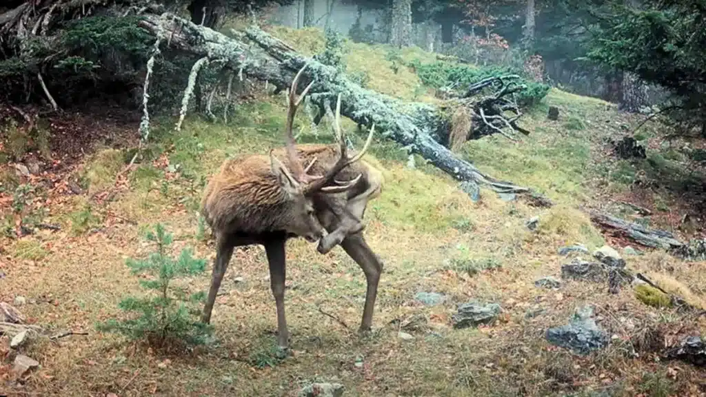 Una cámara trampa graba durante meses la evolución de un ciervo tras perder una pezuña