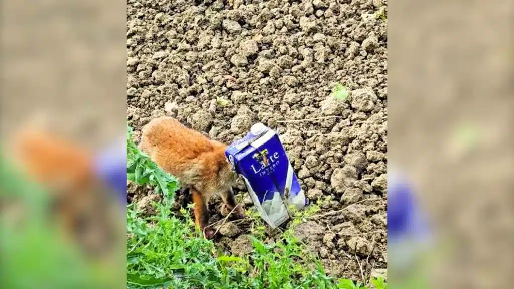 Un zorro se pasea con la cabeza metida en un brik de leche
