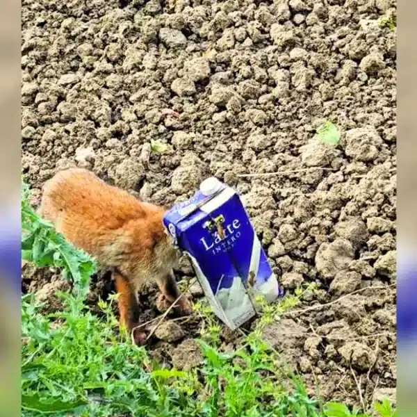 Un zorro se pasea con la cabeza metida en un brik de leche