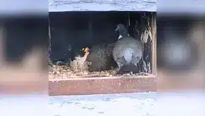 Una paloma torcaz se cuela en el nido de un halcón peregrino