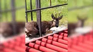 Un corzo queda atrapado en una valla poco antes de que lo descubra un cazador