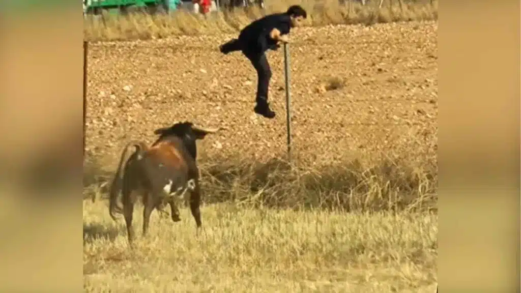 Un corredor salta una valla para escapar de un toro en un encierro por el campo pero acaba malparado
