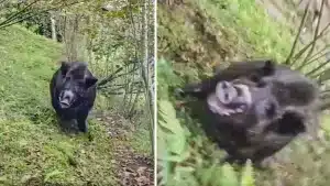 Un enorme jabalí corre hacia un cazador que no consigue frenarlo con sus disparos