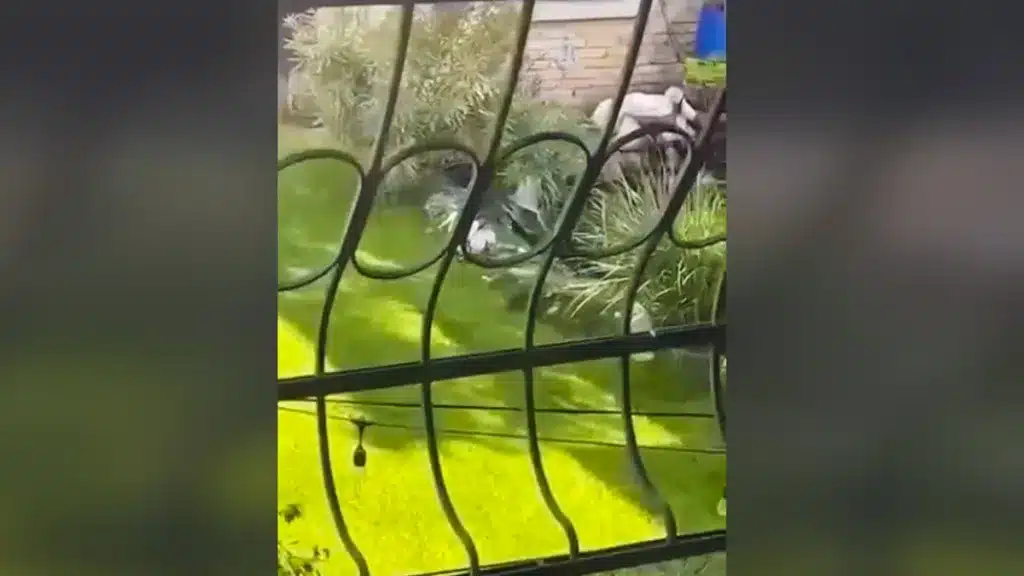 Un hombre graba su estanque para descubrir quién le está robando los peces y se lleva esta sorpresa