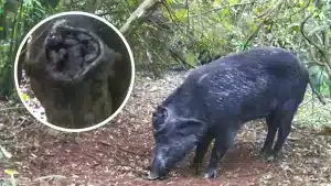 Graban a un jabalí con un enorme agujero en la cabeza