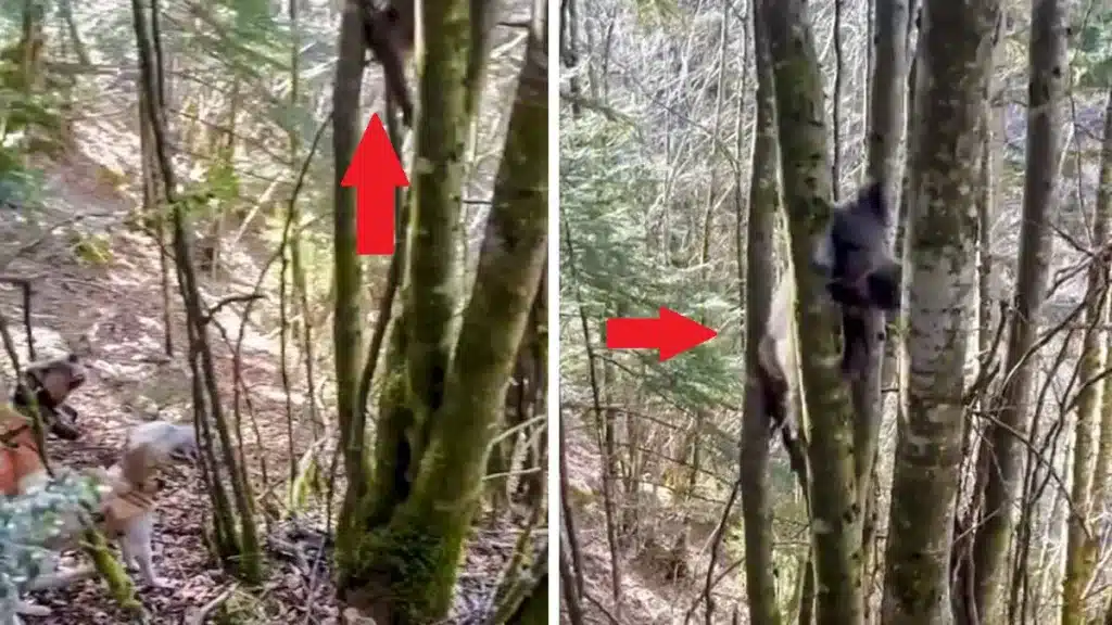 Unos perros de caza encuentran un jabalí vivo enganchado por la cabeza en lo alto de un árbol