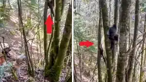 Unos perros de caza encuentran un jabalí vivo enganchado por la cabeza en lo alto de un árbol