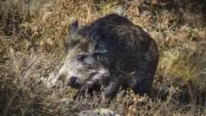 Los ecologistas que lograron prohibir cazar en parques nacionales se quejan ahora de que los jabalíes acaben con aves protegidas de Doñana