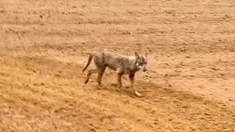 El lobo tras el tractor.