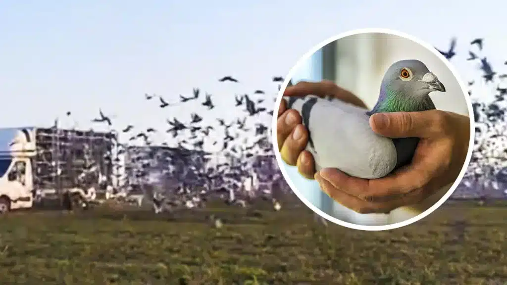 Este es el estruendo que provocan 39.000 palomas al salir volando a la vez
