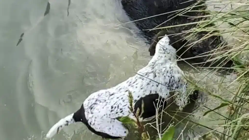 Un cazador abate un jabalí que cae a un río y su braco lo cobra como si fuera un pato
