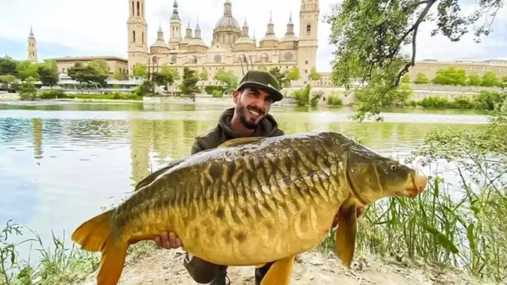 Pescan una carpa gigante junto a la Basílica de Zaragoza