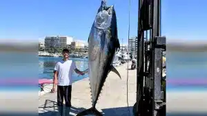 Pescan con una caña un atún de casi 350 kilos en Santa Pola