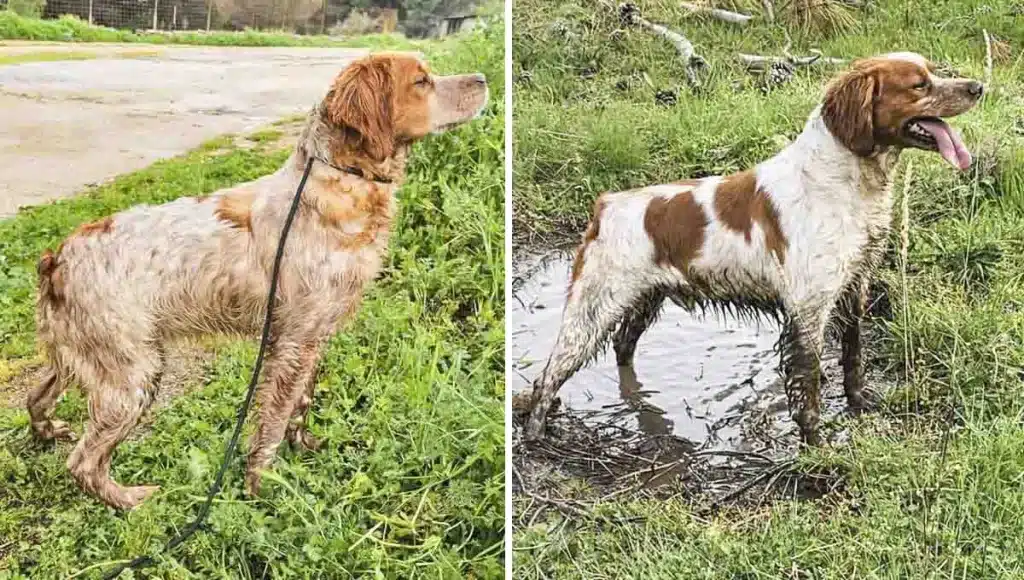 Roban ocho perros de caza valorados en 20.000 euros a un cazador que lleva un mes intentando recuperarlos