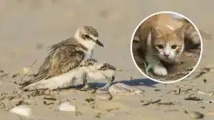 Los ecologistas que apoyaron la ley animalista que blinda a los gatos callejeros protestan ahora porque comen aves en peligro de extinción