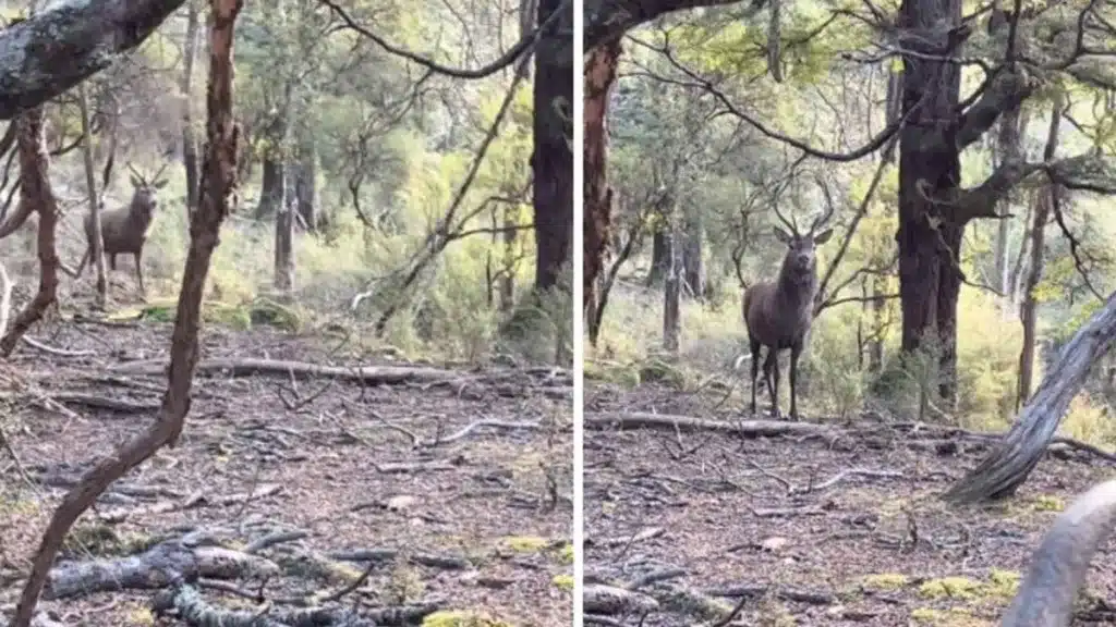 Un cazador se prepara para hacerse una foto con el ciervo que ha cazado, pero recibe esta visita sorpresa
