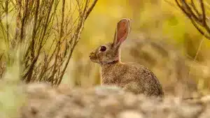 Cataluña ordena a sus funcionarios matar 26.000 conejos en tres meses para proteger las cosechas