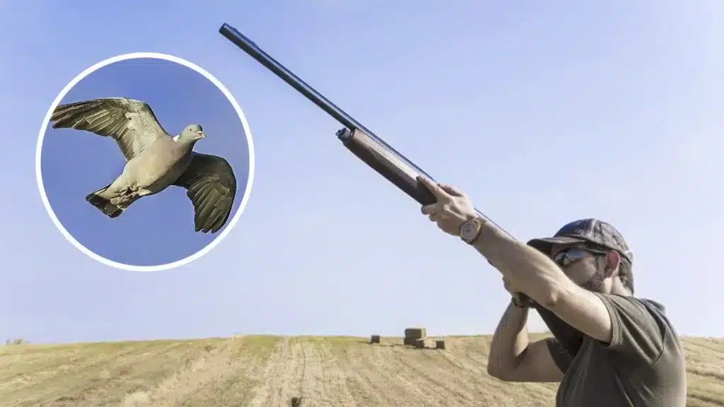 ¿Cuánto adelantar el tiro a la paloma torcaz para conseguir abatirla?