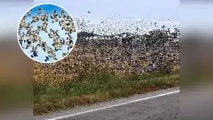 Así es una invasión de palomas torcaces