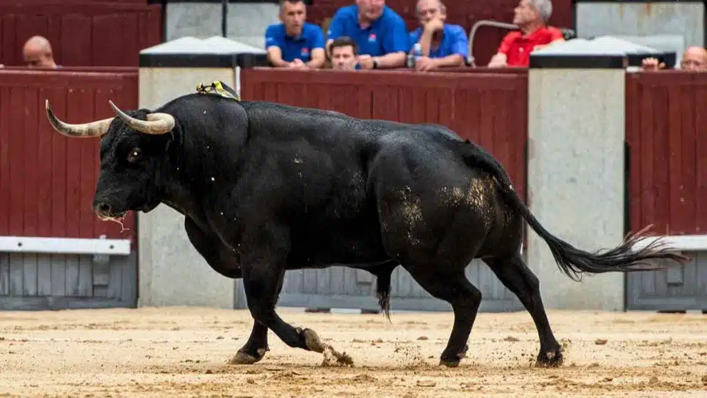 'Dulce', uno de los toros bravos más importantes de San Isidro