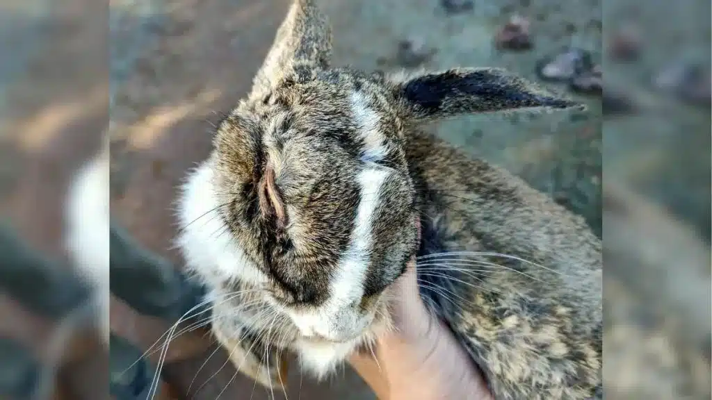 Cazan en Ciudad Real uno de los conejos de monte más raros de España