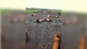 Un ganadero llega a su finca y se encuentra cientos de vacas muertas