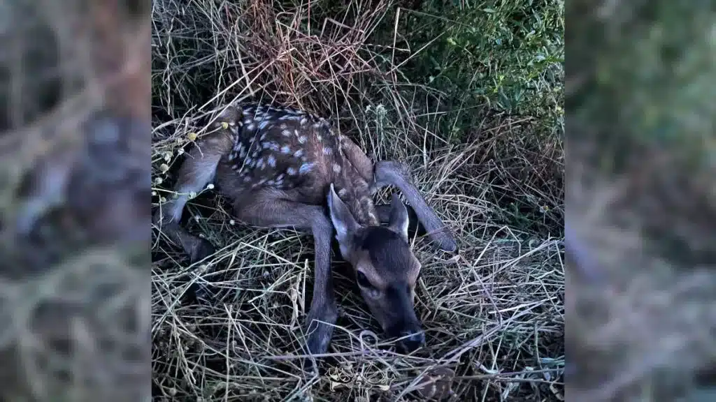 Un cazador salva la vida a una cría de ciervo que tenía una pata enredada en una valla