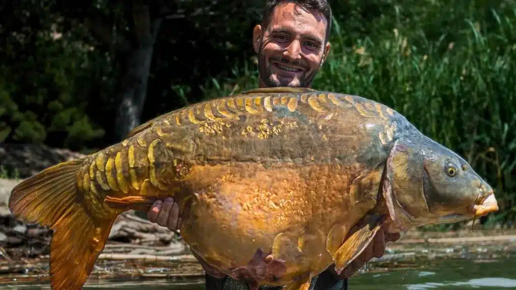 Pescan una carpa de más de 27 kilos en un embalse de Zaragoza