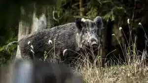 emergencia cinegética jabalí