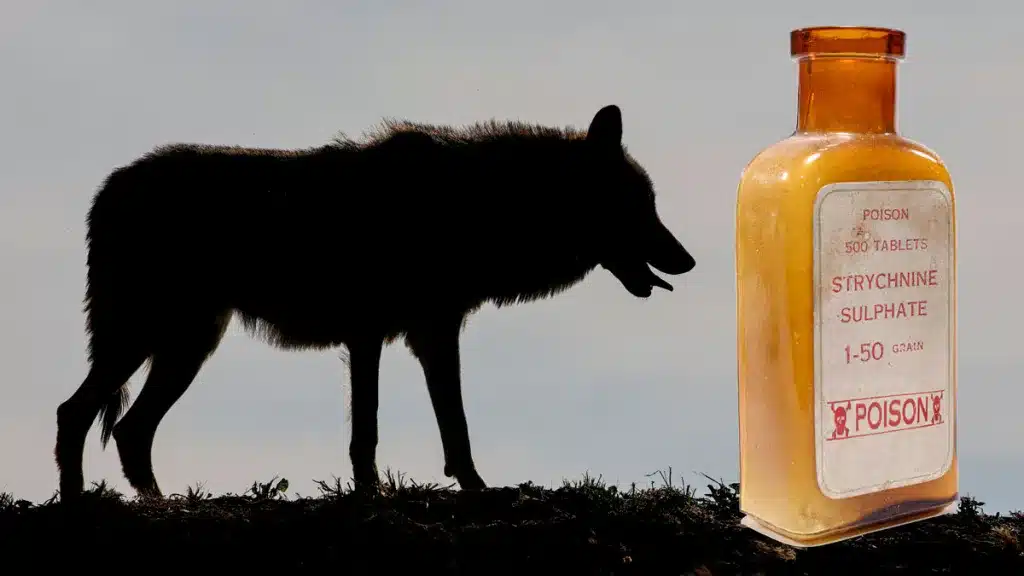 Resurge la temible y olvidada estricnina: aparecen lobos muertos tras prohibir su control sin contar con los ganaderos