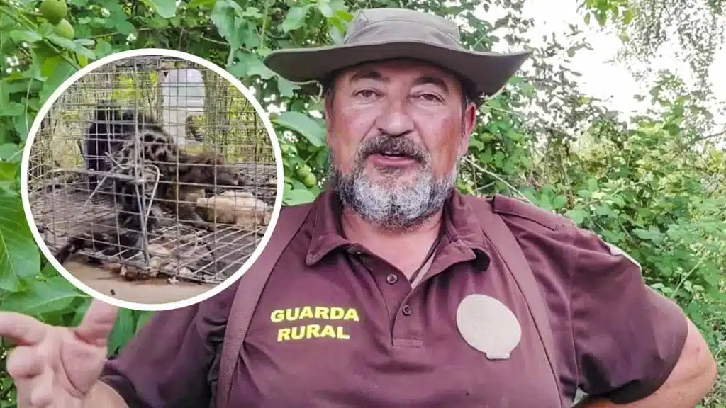 Un guarda de caza graba dos ginetas atrapadas en una trampa para urracas y explica qué hace con ellas al apagar la cámara