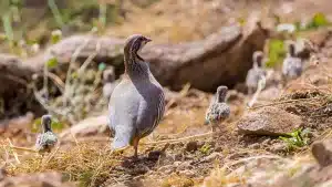 ¿Cómo afectará la Ley de Restauración de la Naturaleza a la caza?