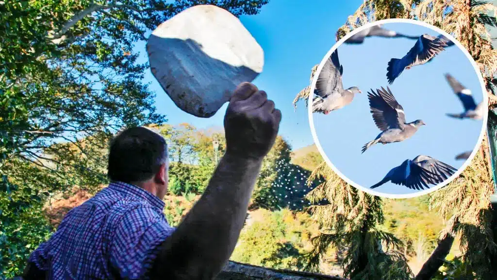Palomeras de Etxalar: así capturan nubes de palomas con red desde 1300 en Navarra