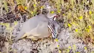 Esta hembra de perdiz roja esconde un gran tesoro bajo sus alas