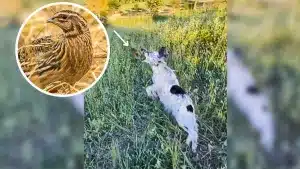 Un perro de caza coge una codorniz al vuelo de un salto