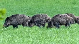 Una sociedad de cazadores abate un ejército de jabalíes que arrasaba los cultivos en Castellón